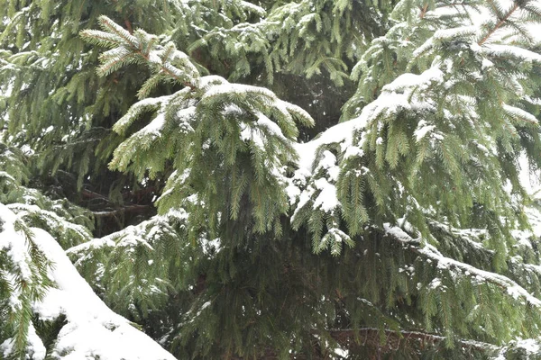 Gröna Grangrenar Snön — Stockfoto