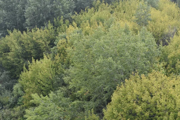 Bosque Verde Denso Vista Desde Arriba —  Fotos de Stock