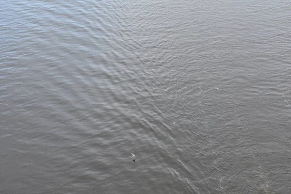 Las Gaviotas Vuelan Sobre Agua — Foto de Stock