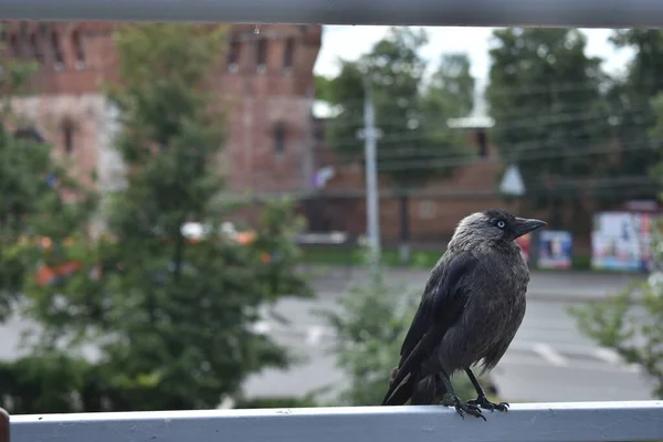 Ptak Ulicy Miejskiej — Zdjęcie stockowe