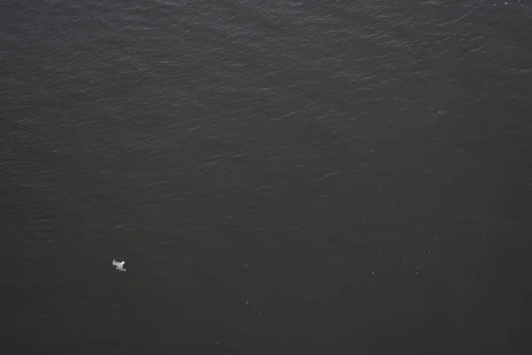 Mewy Latają Nad Wodą — Zdjęcie stockowe