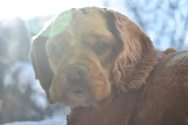 Πορτρέτο Ενός Σκύλου Στον Ήλιο — Φωτογραφία Αρχείου