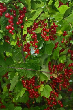 Bahçede kırmızı kül meyveleri