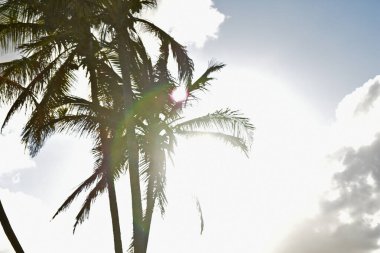Gün batımının arka planında palmiye ağaçlarının siluetleri