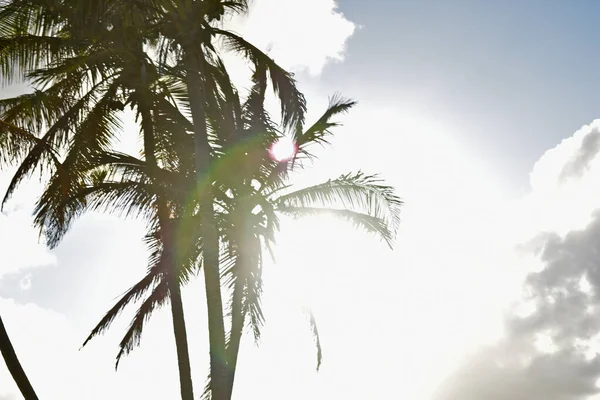 Gün batımının arka planında palmiye ağaçlarının siluetleri