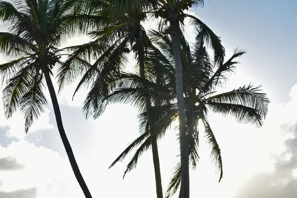 Silhouetten Van Palmbomen Tegen Achtergrond Van Zonsondergang — Stockfoto
