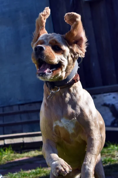 Köpek Cocker Spaniel Bahçede Eğleniyor — Stok fotoğraf