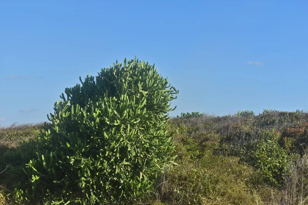 Большие Заросли Зеленого Кактуса — стоковое фото