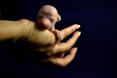 yeni doğmuş köpek yavrusu insan ellerinde