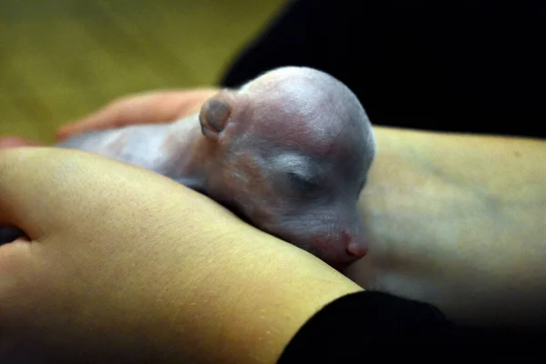 Cachorro Recém Nascido Mãos Humanas — Fotografia de Stock