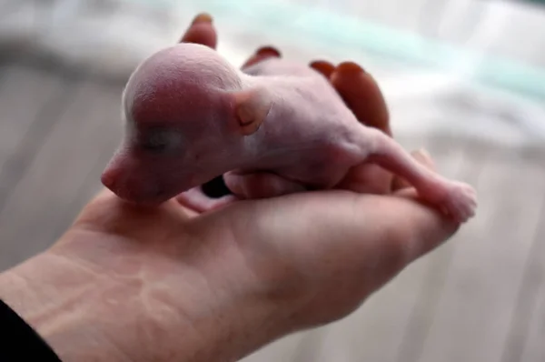 Cachorro Recém Nascido Mãos Humanas — Fotografia de Stock
