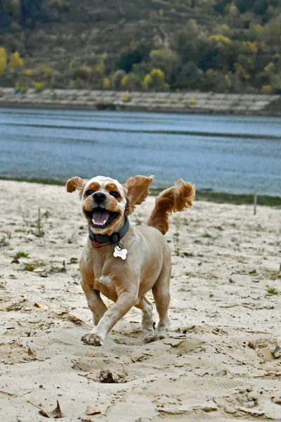Hund Cocker Spaniel Spaziert Strand — Stockfoto