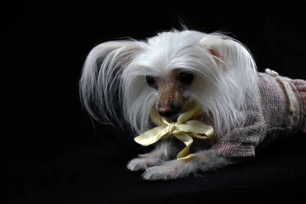 Chinese Crested Dog Black Background — Stock Photo, Image