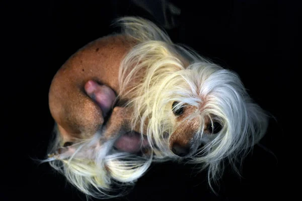 Shaggy Dog Newborn Puppy — Stock Photo, Image