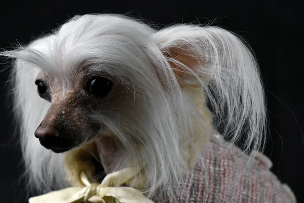 Chinese Crested Dog Black Background — Stock Photo, Image