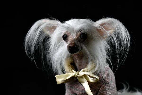 Chinese Crested Dog Black Background — Stock Photo, Image