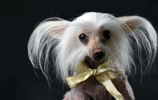 Chinese Crested Dog Black Background — Stock Photo, Image