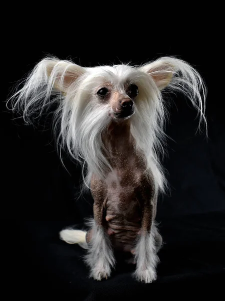 Chinese Crested Dog Black Background — Stock Photo, Image