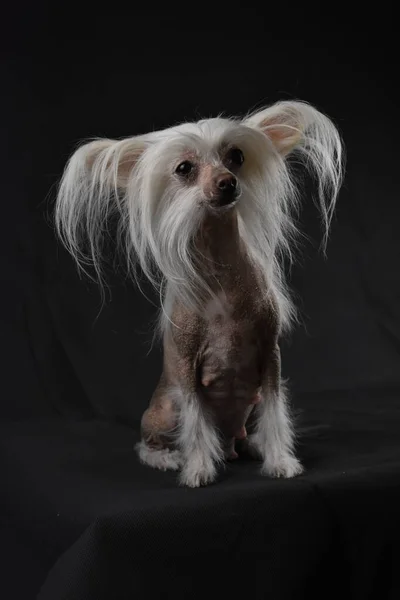 Kinesisk Crested Hund Svart Bakgrund — Stockfoto