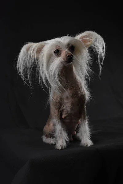 Chinese Crested Dog Black Background — Stock Photo, Image