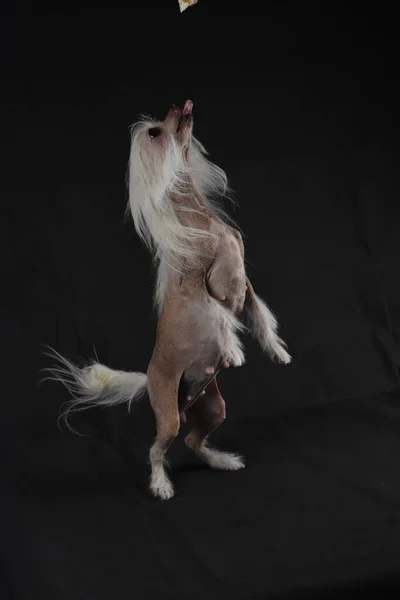 Chinese Crested Dog Black Background — Stock Photo, Image