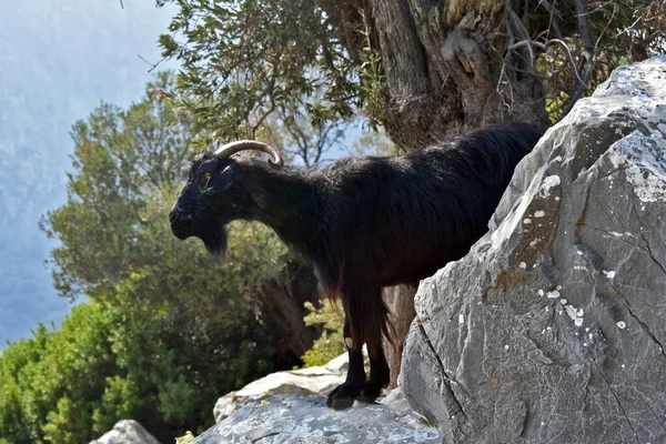 Cabra Negra Montaña Sobre Una Roca —  Fotos de Stock