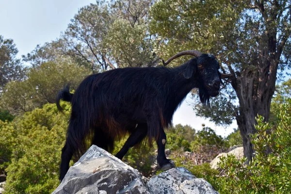 Cabra Negra Montaña Sobre Una Roca — Foto de Stock