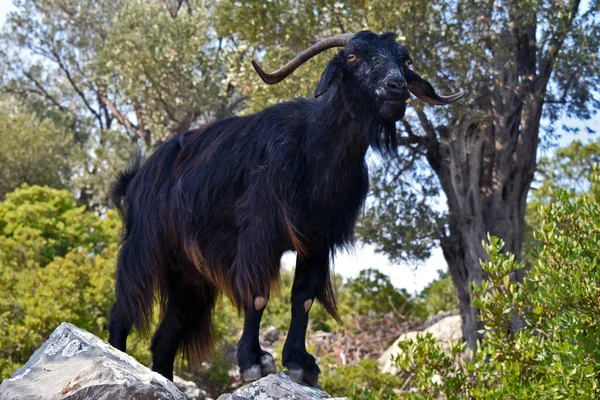 Schwarze Bergziege Auf Einem Felsen — Stockfoto