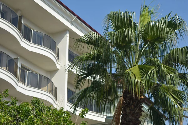 Palmetræ Moderne Hotel - Stock-foto