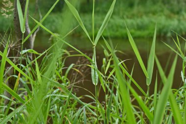 Nehir kıyısındaki ıslak çimenler