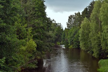 Ormanın içinde küçük bir nehir akıyor.