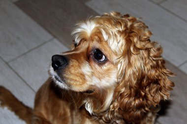 Cocker spaniel köpeğinin portresi