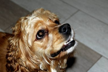 Cocker spaniel köpeğinin portresi