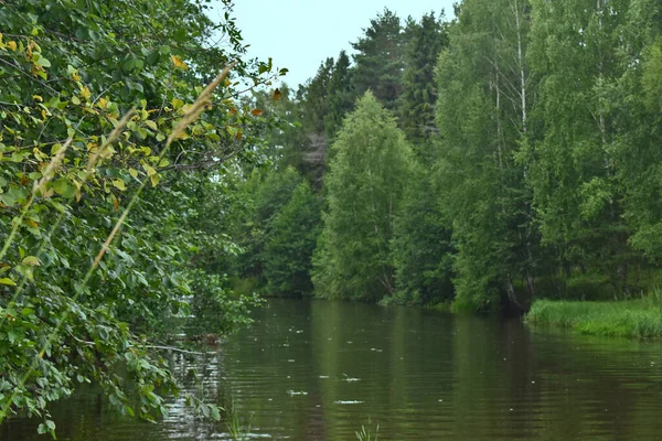 Une Petite Rivière Coule Dans Forêt — Photo