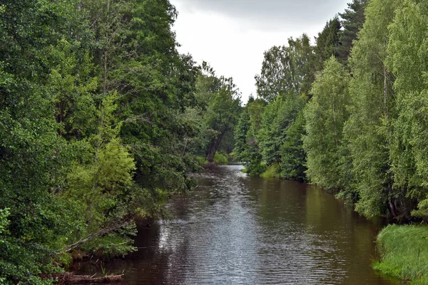 Ein Kleiner Fluss Fließt Durch Den Wald — Stockfoto