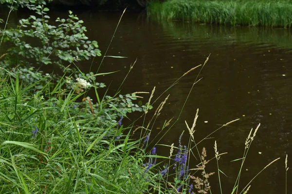 Nehir kıyısındaki ıslak çimenler