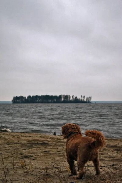 Dog Cocker Spaniel Spaceruje Brzegu Rzeki — Zdjęcie stockowe