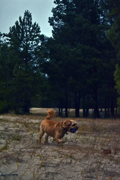 Dog Cocker Spaniel Walks River Bank — Stock Photo, Image