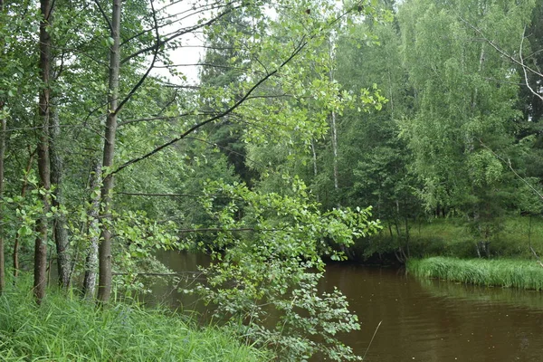 Pequeno Rio Flui Entre Floresta — Fotografia de Stock