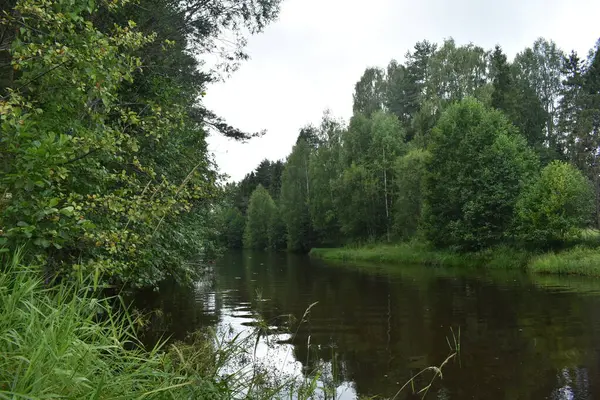 Une Petite Rivière Coule Dans Forêt — Photo
