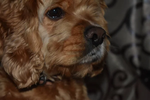 Πορτραίτο Σκύλου Κόκερ Σπάνιελ — Φωτογραφία Αρχείου