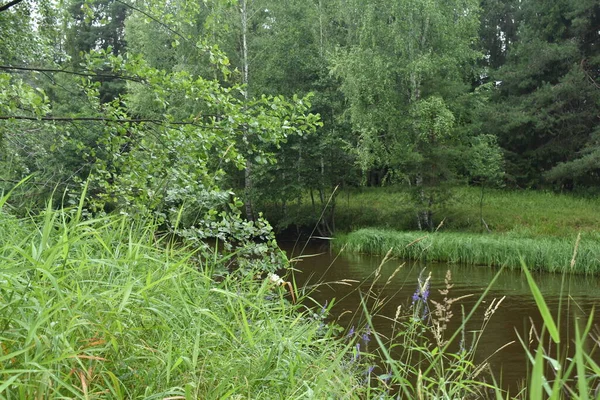 Ormanın içinde küçük bir nehir akıyor.