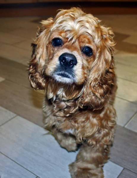 コッカー スパニエル犬の肖像 — ストック写真