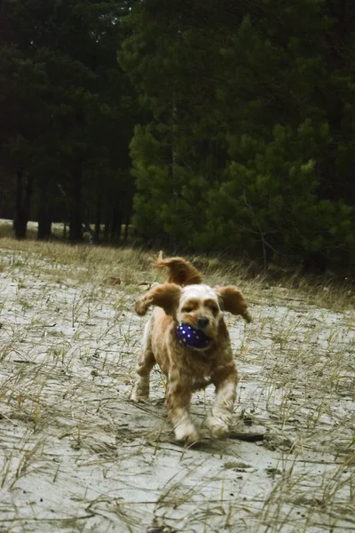 Dog Cocker Spaniel Walks River Bank — Stock Photo, Image