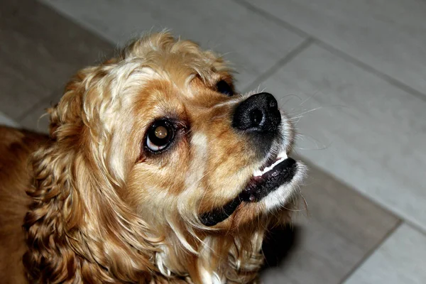 Portret Van Een Cocker Spaniël Hond — Stockfoto