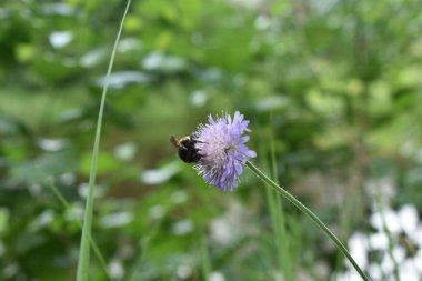 Yabanarısı ormanda bir çiçeğe oturur.