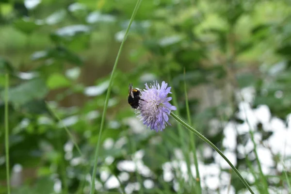 Hummel Sitzt Auf Einer Blume Wald — Stockfoto