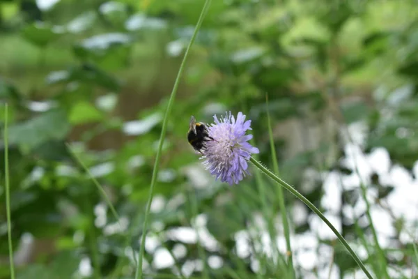 Hummel Sitzt Auf Einer Blume Wald — Stockfoto