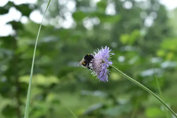 Hummel Sitzt Auf Einer Blume Wald — Stockfoto