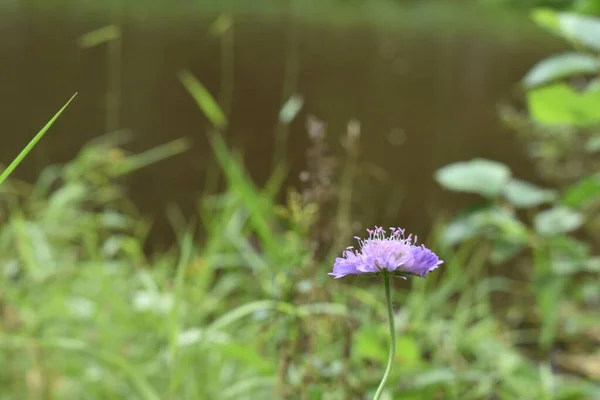 Kukka Kasvaa Joen Rannalla — kuvapankkivalokuva